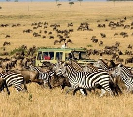 16 Tage Wildtierabenteuer und tropischer Strandurlaub: Tansania-Safari und Sansibar-Erlebnis - Photo 4
