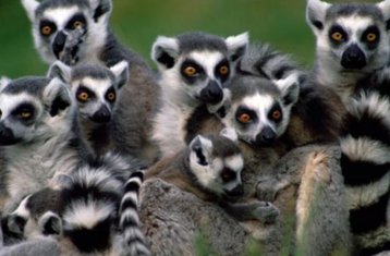 14 Day Lemur and Baobab Sanctuary Wildlife Tour in Madagascar