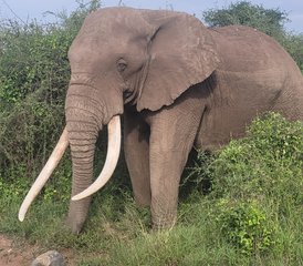 6 días del mejor safari por Kenia en Maasai Mara, Lago Nakuru y Amboseli - Photo 5