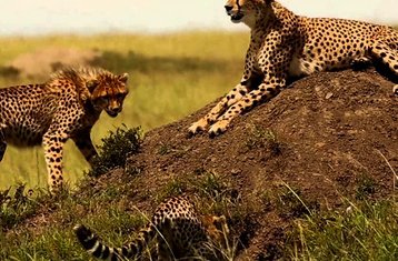 5-Daagse Aberdare, Ol Pejeta en Samburu Safari per 4x4-jeep in Kenia