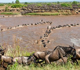 4 jours en stage du meilleur du safari du circuit nord à Tarangire, Serengeti et Ngorongoro, Tanzanie - Photo 2