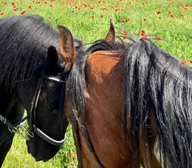 3 Day Guided Horse Riding Holiday in Korçë: Escape to the Albanian Countryside - Photo 5