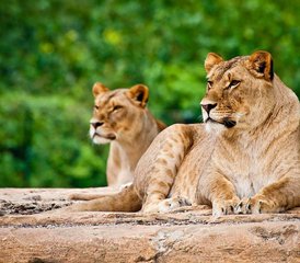 106 jours en safari camping économique en Tanzanie : lac Manyara, Serengeti et Ngorongoro - Photo 1