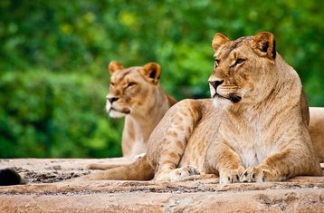 6 Day Budget Camping Safari in Tanzania: Lake Manyara, Serengeti and Ngorongoro