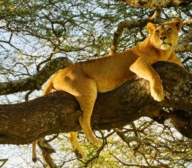 5 jours safari en camping au lac Manyara, au Ngorongoro et au Serengeti, Tanzanie - Photo 3