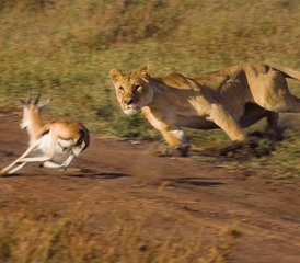 115 días de safari privado en Tanzania: Tarangire, Serengeti, cráter de Ngorongoro y lago Magadi - Photo 1