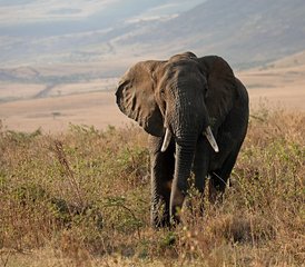 4 jours safari privé en Tanzanie dans le Serengeti et le cratère du Ngorongoro, Tanzanie - Photo 3