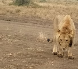 3 Tage Gruppen-Camping-Safari im Tarangire Nationalpark, Ngorongoro Krater und Lake Manyara - Photo 2