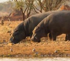 11 Tage Namibia Big-5 Wildtier-Safari mit Chobe Nationalpark Tour - Photo 3