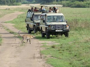 6 días de safari en Uganda y Ruanda con rastreo de gorilas