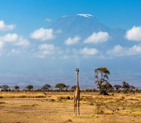 7 días de safari por Masái Mara, Naivasha, Amboseli y el Parque Nacional de Tsavo Oeste en Kenia - Photo 3