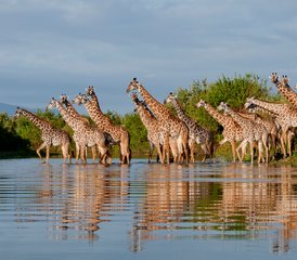 3 días de safari en la reserva de fauna salvaje de Selous desde Dar es Salaam - Photo 2