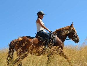 8 Day Sunny Horse Riding Holiday in Hersonissos, Crete