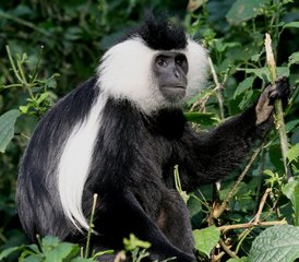 5 Tage Mount Meru Trekking-Safari in Tansania - Photo 2