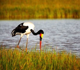 8-Daagse Safari Tour in Amboseli, Tsavo en Mombasa, Kenia - Photo 3