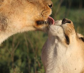 25 jours safari camping au Serengeti, Tarangire et Ngorongoro, Tanzanie - Photo 1