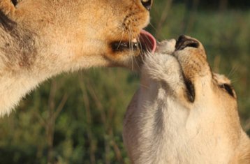 5-Daagse Kampeersafari in Serengeti, Tarangire en Ngorongoro, Tanzania