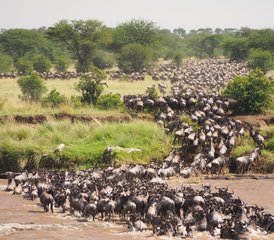 13 Tage Kilimandscharo, Serengeti, Ngorongoro, Tarangire Safari mit Wanderung in Tansania - Photo 5