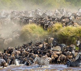 7 Tage Mara Migration Spezial Safari in Kenia - Photo 2