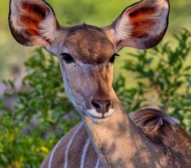 36 días de safari en Tanzania y Kenia en Serengeti, el cráter de Ngorongoro y Amboseli - Photo 1