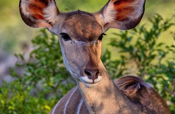 6 Tage Tansania- und Kenia-Safari im Serengeti-, Ngorongoro-Krater- und Amboseli-Nationalpark 