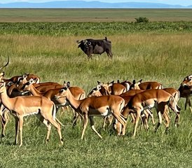 3 jours safari mémorable au Kenya dans le parc national d’Amboseli - Photo 5