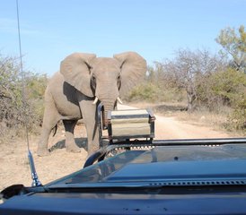 115 Day Luxury South African Safari in Kruger National Park and Balule Nature Reserve - Photo 1