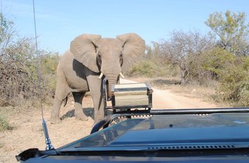 5 días de safari de lujo en el Parque Nacional Kruger y la Reserva Natural de Balule