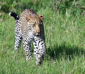 12 jours en stage de safari à Lake Nakuru, Masai Mara, Serengeti, Lake Manyara et plus au Kenya et en Tanzanie - Photo 2