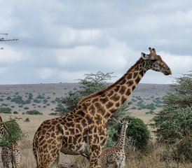 7 días de safari de la Gran Migración en Tanzania en Tarangire, Serengeti y el cráter del Ngorongoro - Photo 4