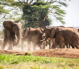9 días de safari de lujo en Kenia en Nairobi, Amboseli, Masái Mara y el lago Nakuru - Photo 2