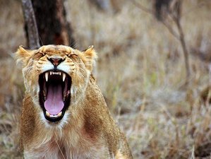 10 Day Spectacular Safari in Tanzania's Best National Parks