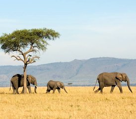 4-Tage Budget-Safari in der Masai Mara, am Lake Naivasha und im Hell’s-Gate-Nationalpark in Kenia - Photo 2