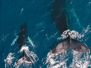 Walvissen Spotten