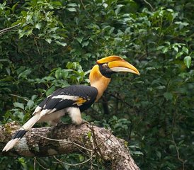 7 jours en stage de découverte de la faune sauvage au parc national de Bardia, Népal - Photo 2