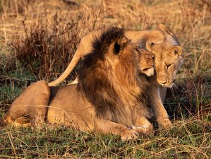 3 días de safari de los Cinco Grandes en la Reserva Nacional del Masái Mara, Kenia