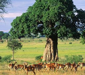 7 Tage Lodge Safari am Manyara-See, Serengeti, Ngorongoro Krater und Tarangire Nationalpark - Photo 3
