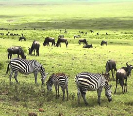4 Tage Budget-Camping-Safari in Tansania: Serengeti und Ngorongoro - Photo 2
