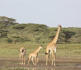 5-Daagse Beste Van Noord-Tanzania Adembenemende Safari - Photo 4
