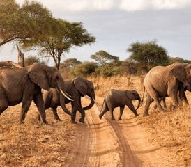 113 jours safari mémorable au Kenya dans le parc national d’Amboseli - Photo 1
