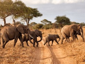 3 Day Kenya Memorable Safari at Amboseli National Park