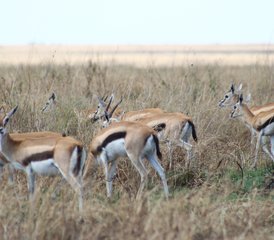 7 Tage Serengeti Safari in Tansania: Big Five, Große Migration und Luxus in der Wildnis - Photo 4