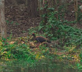 7-Daagse Chitwan Jungle Wildlife Tour in Nepal - Photo 3