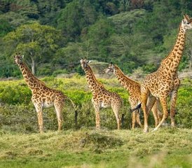 11 Tage All-Inclusive Beste Safari Tour Evolution in Tansanias Parks in Tansania - Photo 4