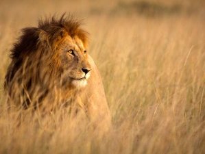 4 Tage Masai Mara und Nakurusee Safari Tour in Kenia