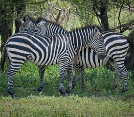 2 jours safari d’exploration à Tarangire et au cratère du Ngorongoro, Tanzanie - Photo 3