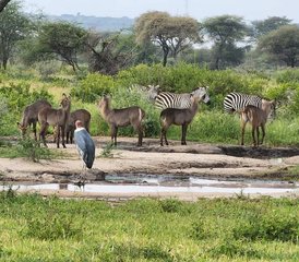 6 Days Tarangire, Serengeti, Ngorongoro Crater and Lake Manyara Safari in Tanzania - Photo 5