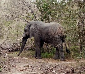 3-Daagse Selous Game Reserve Wandel- en Bootsafari in Tanzania - Photo 3