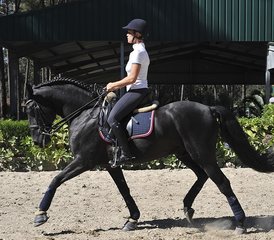 7 jours stage standard en saut d’obstacles et dressage à Apúlia e Fão, Esposende, Portugal - Photo 2