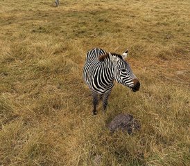 3 jours en stage d’aventure safari en groupe dans le parc national du Serengeti et le cratère du Ngorongoro, Tanzanie - Photo 4